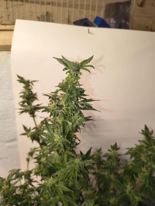 Whiskey Zulu auto. Week 10