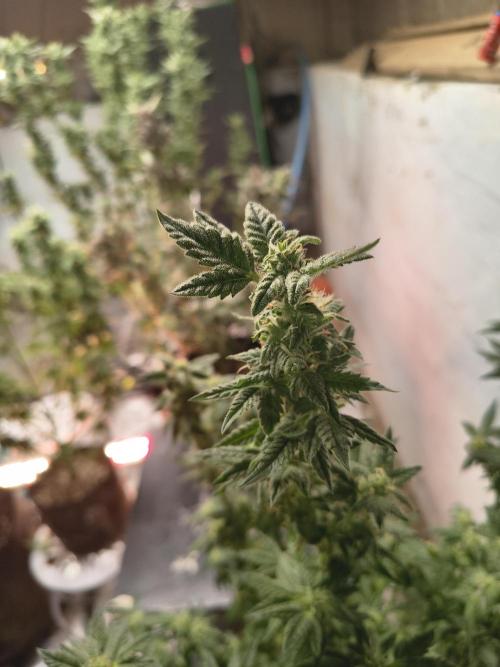 Whiskey Zulu auto. Week 10