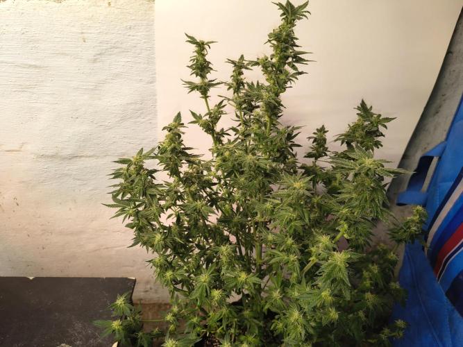Whiskey Zulu auto. Week 10
