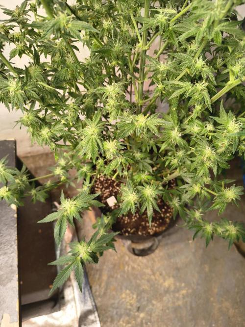 Whiskey Zulu auto. Week 10