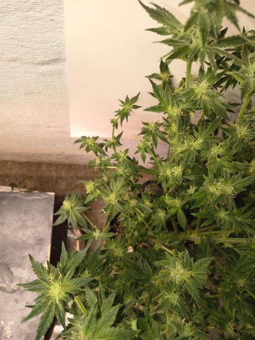 Whiskey Zulu auto. Week 10