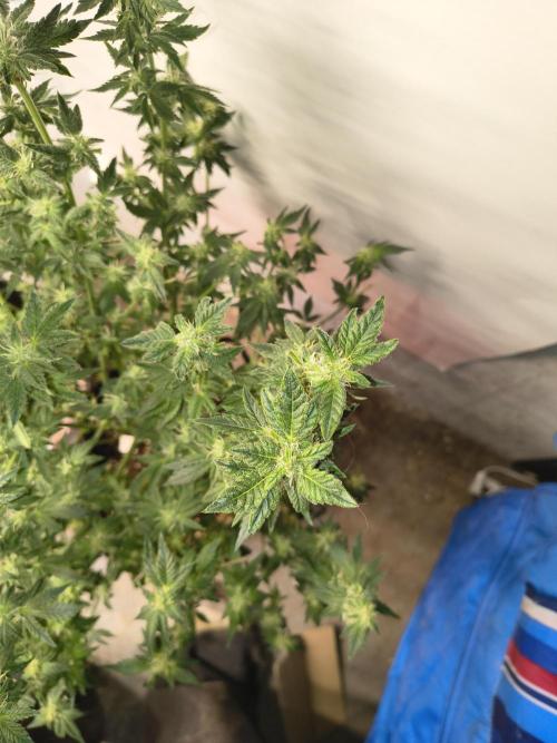 Whiskey Zulu auto. Week 10