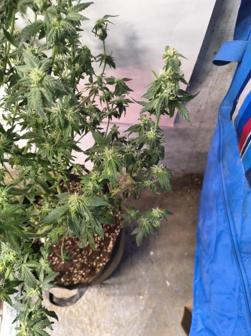 Whiskey Zulu auto. Week 10