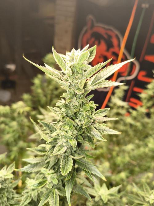 Sticky broccoli. Week 12