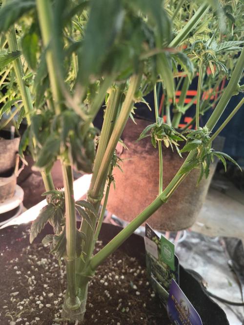Sticky broccoli. Week 12