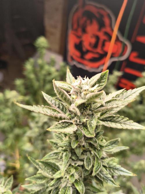 Sticky broccoli. Week 12