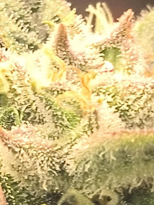 Sticky broccoli. Week 12