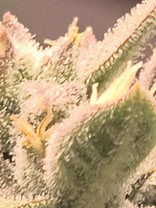 Sticky broccoli. Week 12