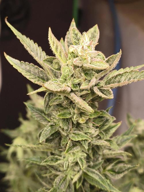Sticky broccoli. Week 12