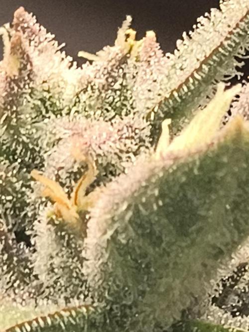 Sticky broccoli. Week 12