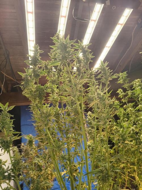 Sticky broccoli. Week 12