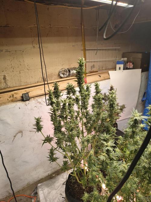 Sticky broccoli. Week 12