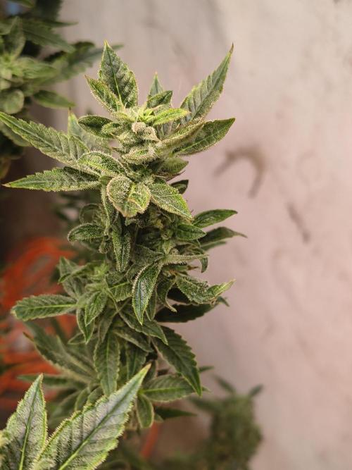 Sticky broccoli. Week 12