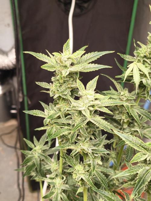 Sticky broccoli. Week 12