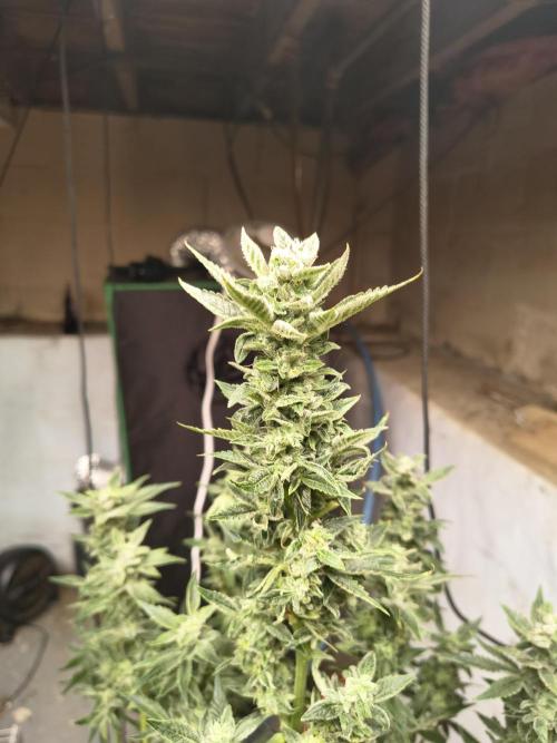 Sticky broccoli. Week 12