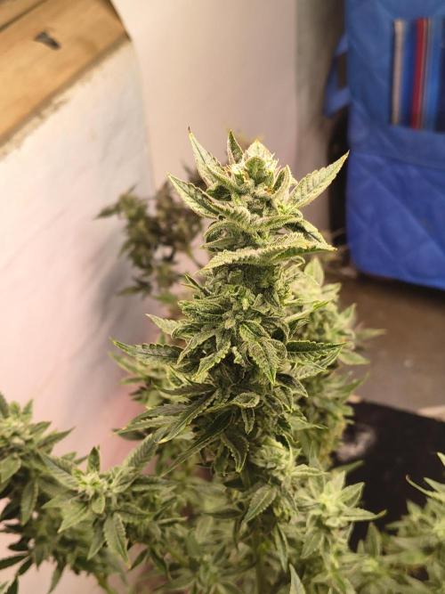 Sticky broccoli. Week 12