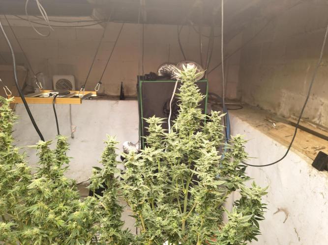 Sticky broccoli. Week 12