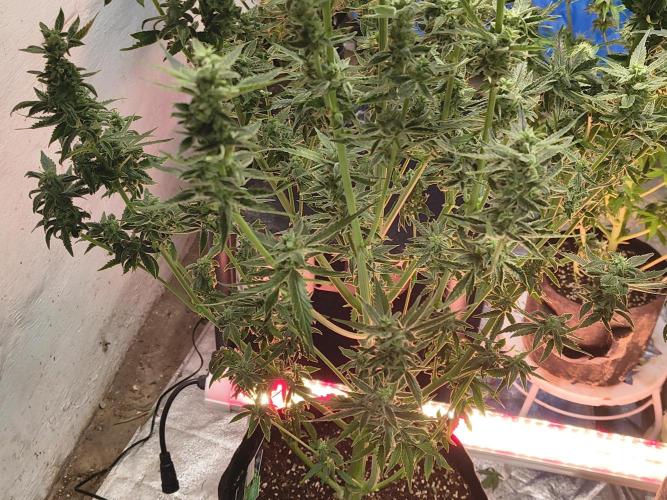 Sticky broccoli. Week 12