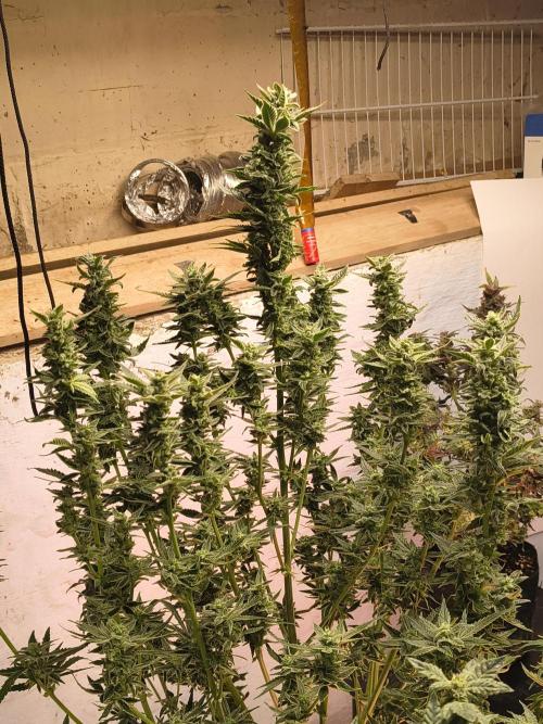 Sticky broccoli. Week 12