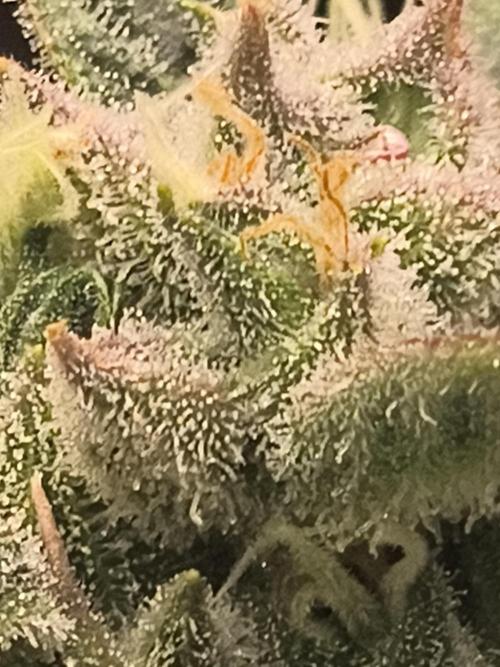 Sticky broccoli. Week 12