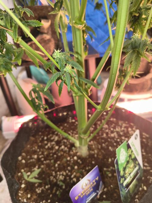 Sticky broccoli. Week 12