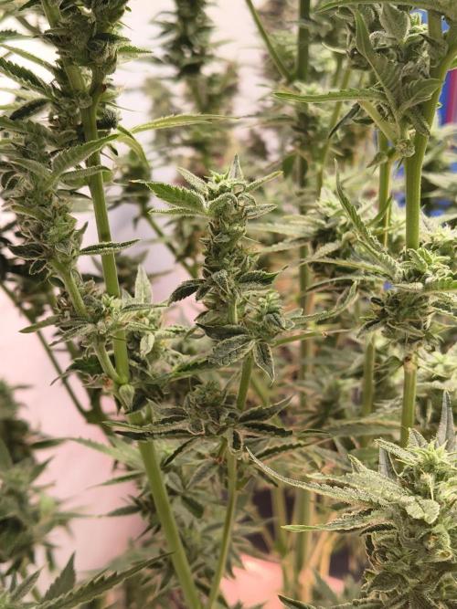 Sticky broccoli. Week 12