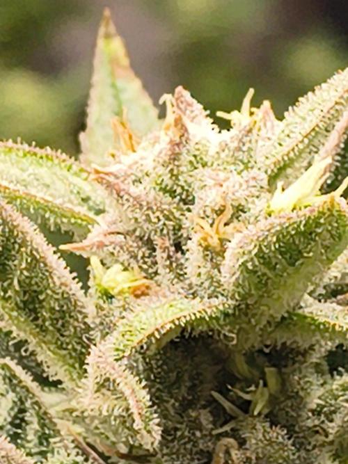 Sticky broccoli. Week 12