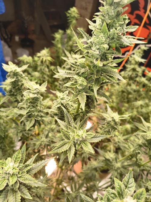 Sticky broccoli. Week 12