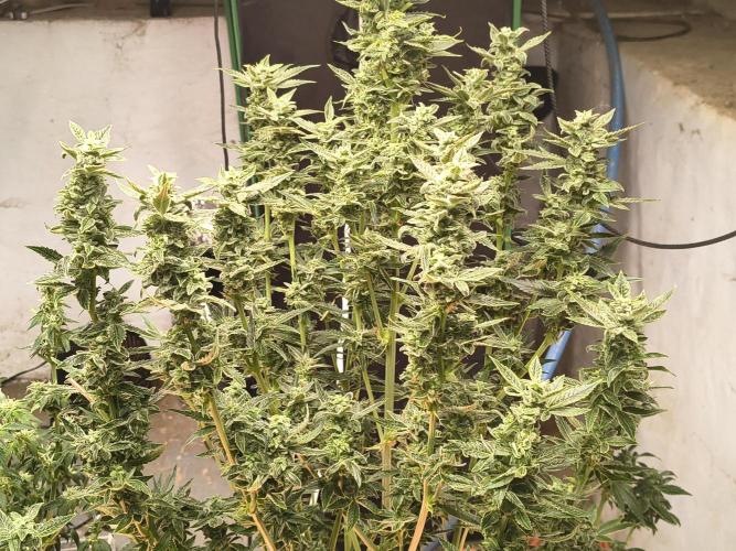 Sticky broccoli. Week 12