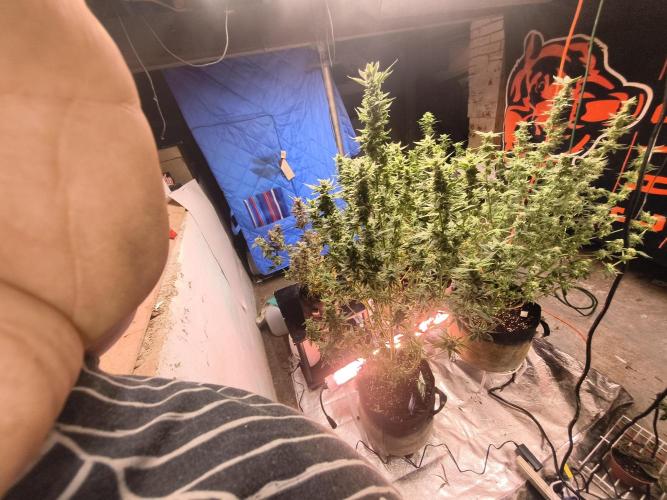 Sticky broccoli. Week 12