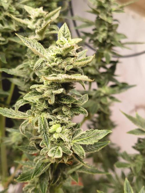 Sticky broccoli. Week 12