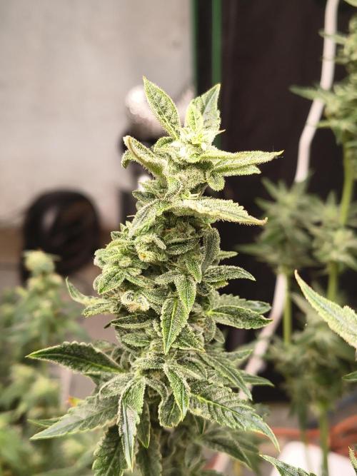 Sticky broccoli. Week 12
