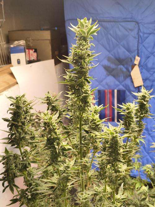 Sticky broccoli. Week 12
