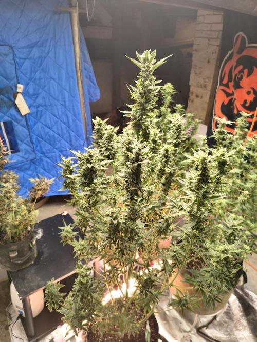 Sticky broccoli. Week 12