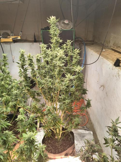 Sticky broccoli. Week 12