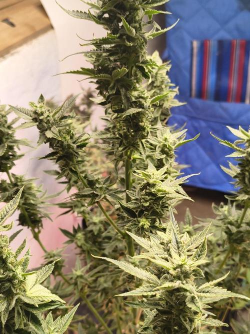 Sticky broccoli. Week 12