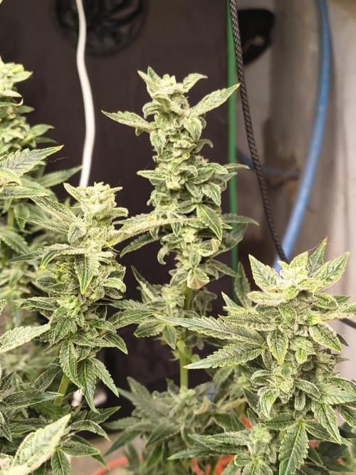 Sticky broccoli. Week 12