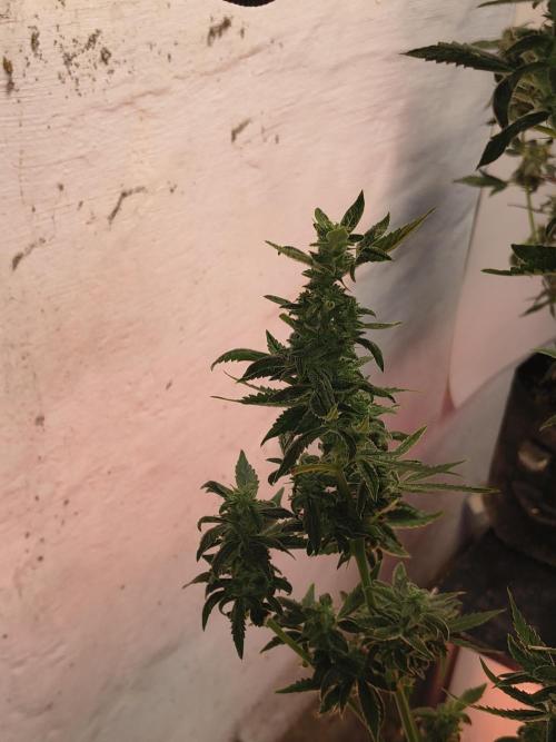 Sticky broccoli. Week 12
