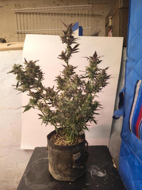 Gmo auto. Week 9