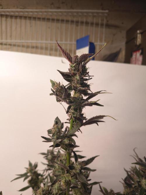 Gmo auto. Week 9