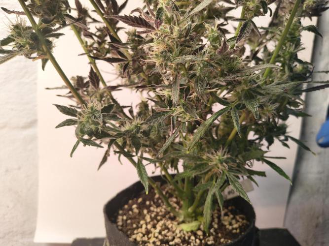 Gmo auto. Week 9