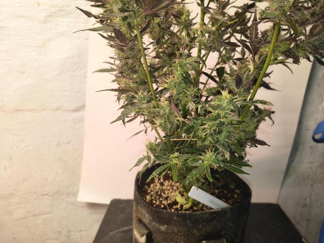 Gmo auto. Week 9