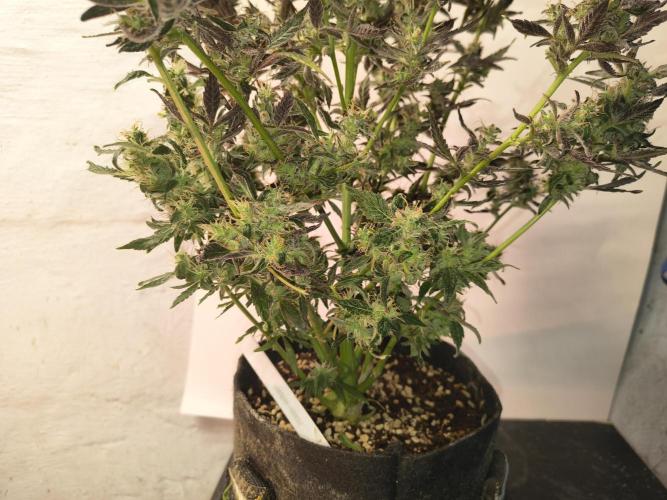 Gmo auto. Week 9