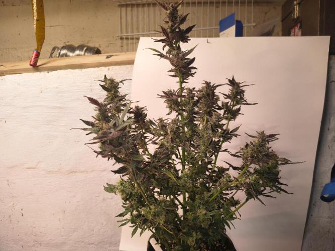 Gmo auto. Week 9