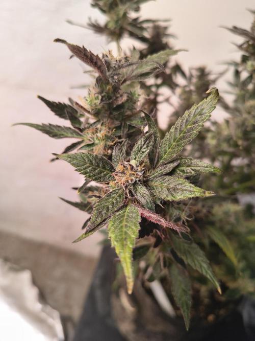 Gmo auto. Week 9