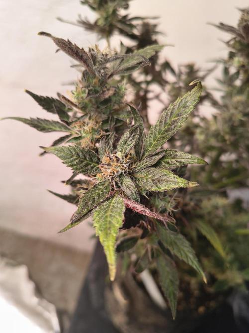 Gmo auto. Week 9