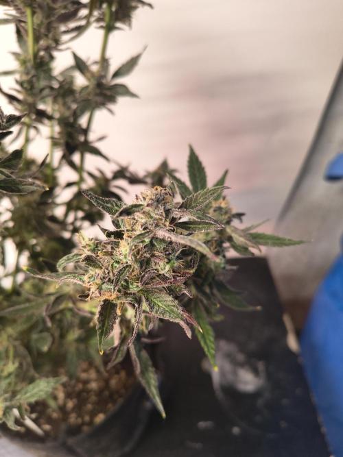 Gmo auto. Week 9