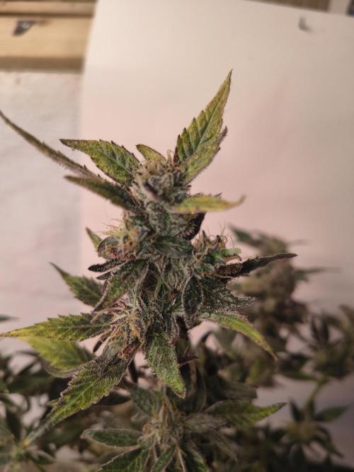 Gmo auto. Week 9