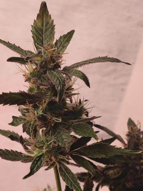 Gmo auto. Week 9