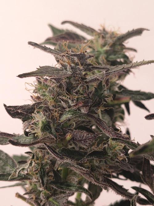 Gmo auto. Week 9